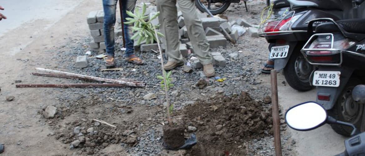 Tree Plantation in GSE